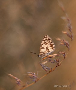 DSC_5223  