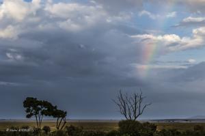 132-Arc en ciel sur le Masaï Mara