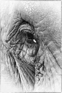  346 Florent  Poulain Oeil d'éléphant