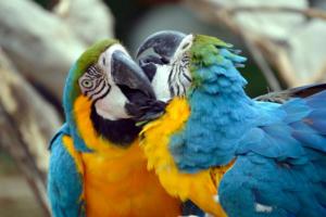  312 Aurore Hecquet un amour de perroquets