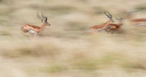 Michel ANDRIEUX -  Délires de courses de mâles impalas
