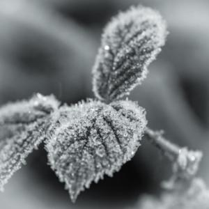15 -  Feuilles en hiver   -  Florent Poulain