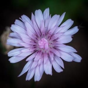 547 Florent  Poulain - Fleur 
