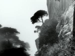 165 Christophe Penicaud - L'arbre opiniâtre 