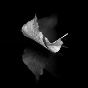 210-Marc-Alips-Falling-leaf