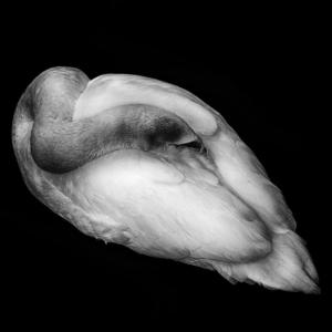 067 Marc Lec' Hvien - Black and swan