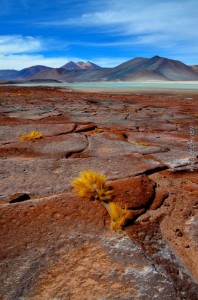 159 Marc Lec’Hvien : Laguna Miscanti, Atacama 