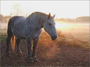 Cheval     