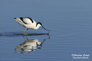 Sandrine Criaud - Avocette