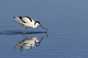 Sandrine CRIAUD - Avocette