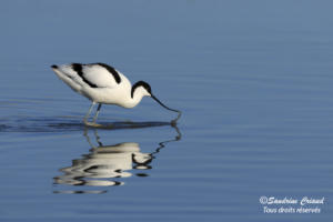 Sandrine CRIAUD - Avocette