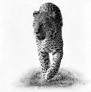  091 Michel Andrieux Romi, reine du Masaï Mara
