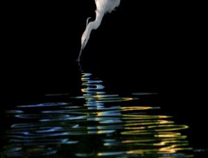 214 - Sandrine Criaud : L'aigrette