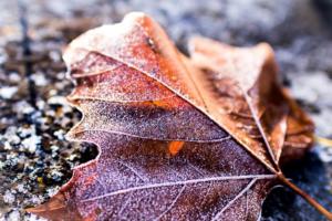 37  -  Givre d'automne  -  Séverine Amy