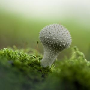 079 Florent  Poulain  - Lycoperdon perlatum