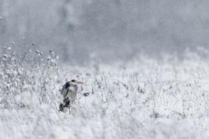 205 Michel Andrieux - Un jour dans son habit emmitouflé le heron au long bec