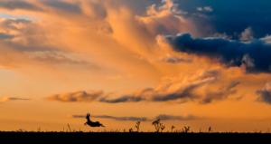 023 Sandrine Criaud -  Chevreuil contre jour 