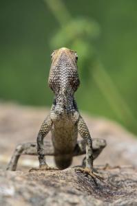 166 Florent  Poulain  - Lézard au soleil 