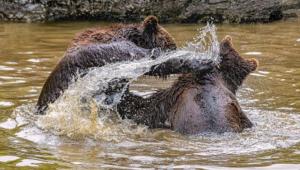 207 Michel Andrieux  - Castagne chez les ours bruns 