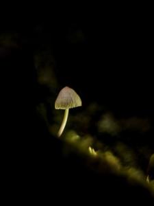 562 Béatrice Dumont - Mycena arcangeliana