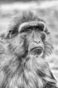110 Florent  Poulain - Macaque 