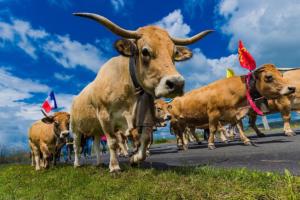 346 Sébastien Vidy - Transhumance 