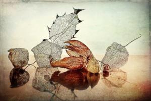 011 Hervé Martin - Still Life 24 