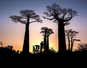 037 Béatrice Dumont - Cyclo-pousse_aux_baobabs