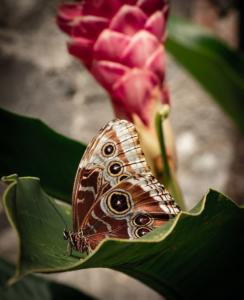 199 Sarah Cleon - Un papillon a fait le printemps 