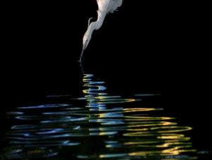 Sandrine Criaud : Aigrette