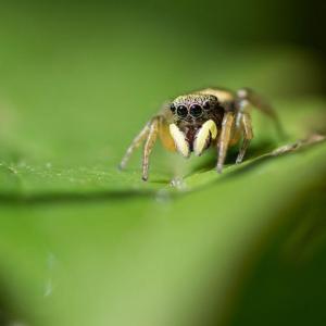 19 Florent  Poulain - Salticidae