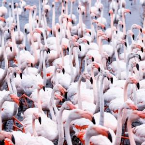 33 Sandrine Criaud - Flamands roses