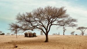 Christophe PENICAUD - L'arbre-et les greniers