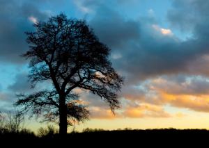 Sandrine CRIAUD - Arbre 2 