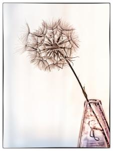 Béatrice Dumont : Tragopogon perrifolius