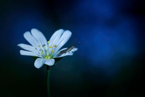 Sandrine CRIAUD - Coleophora lutarea