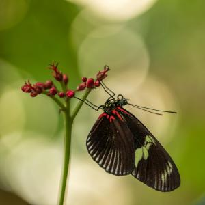 Sandrine CRIAUD - Papillon