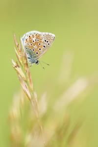 Sandrine CRIAUD - Azure