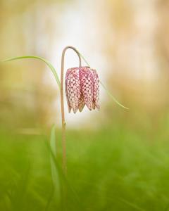 017 CRIAUD Sandrine - Fritilaire Pintade