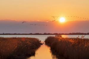 001 VIDY Sébastien - Camargue