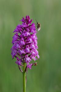 034 POULAIN Florent  - Insecte sur Orchidée