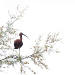 Sandrine CRIAUD - Ibis