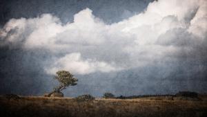 Sandrine Criaud - The solitary