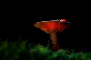 Sandrine CRIAUD - Champignon