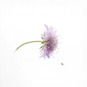 Sandrine CRIAUD - Fleur