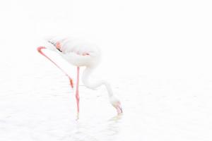 Sandrine CRIAUD - Flamant rose  