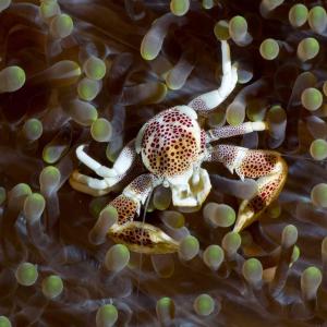 382 DUVIVIER Roger - Crabe porcelaine