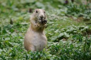509 POULAIN Florent - Chien de prairie repas