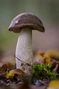 Florent POULAIN - Boletus edulis