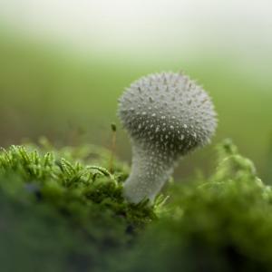 Florent POULAIN - Lycoperdon perlatum